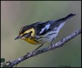 _B218106 blackburnian warbler